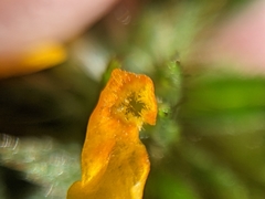 Amsinckia lycopsoides