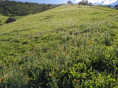 Amsinckia lycopsoides