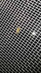 Cixiosoma bonaerense