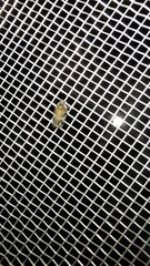 Cixiosoma bonaerense