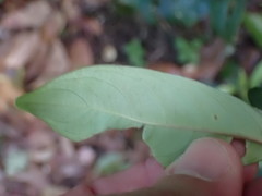 Palicourea axillaris