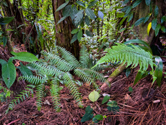 Polystichum vestitum