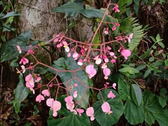 Begonia manicata