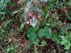 Begonia manicata