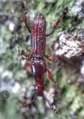 Cyphagogus