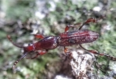 Cyphagogus