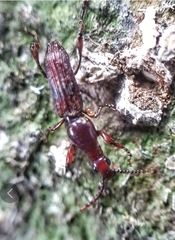 Cyphagogus