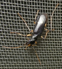 Oxycheila