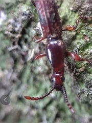 Cyphagogus