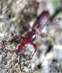 Cyphagogus