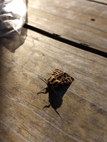 iNaturalist observation photo of Ornate Tiger Moth