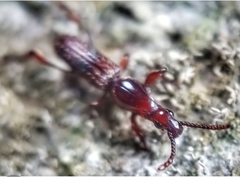 Cyphagogus