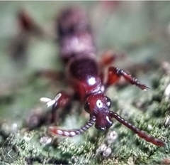 Cyphagogus