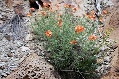 Sphaeralcea leptophylla
