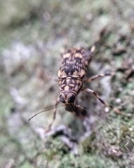 Litocerus