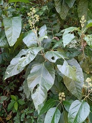 Critonia morifolia