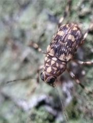 Litocerus