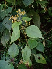 Schistocarpha eupatorioides