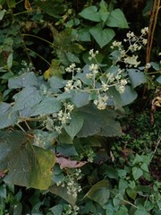 Peteravenia schultzii