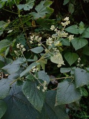 Peteravenia schultzii