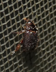 Hybosorinae