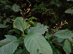 Justicia veracruzana