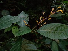 Justicia veracruzana