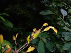 Justicia veracruzana