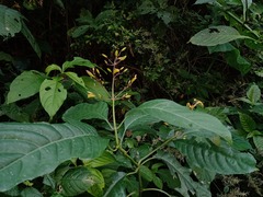 Justicia veracruzana