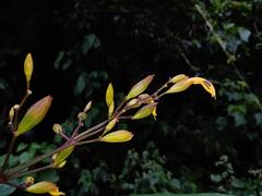 Justicia veracruzana