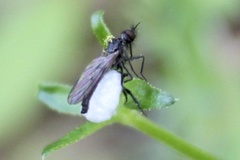 Empis geneatis