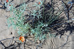 Sphaeralcea leptophylla