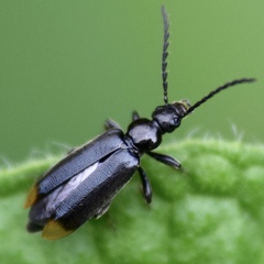 Pedilus punctulatus