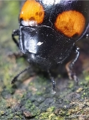 Aulacocheilus doriae