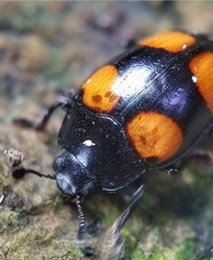 Aulacocheilus doriae