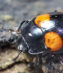 Aulacocheilus doriae