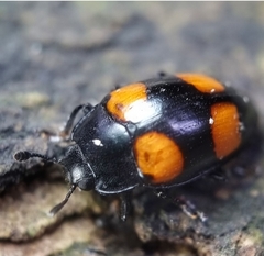 Aulacocheilus doriae