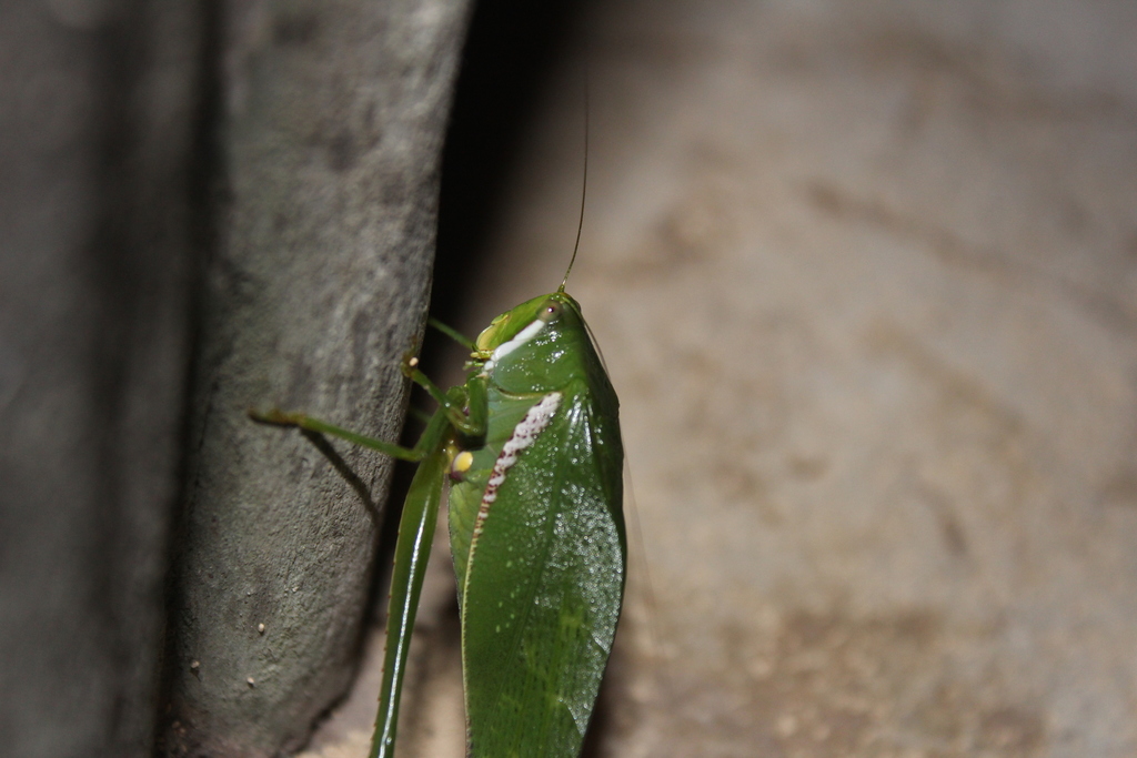 Philophyllia guttulata
