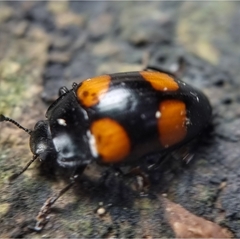 Aulacocheilus doriae