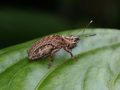 Proctolabinae