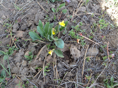 Viola praemorsa linguifolia