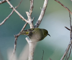 Chlorodrepanis flava