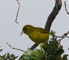 Chlorodrepanis flava