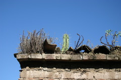 Thompsonella minutiflora