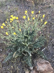 Crepis occidentalis