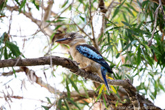 Dacelo leachii intermedia