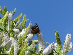 Vanessa gonerilla ida