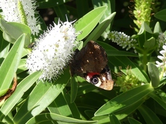 Vanessa gonerilla ida