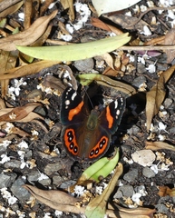 Vanessa gonerilla ida