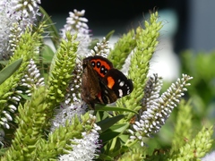 Vanessa gonerilla ida